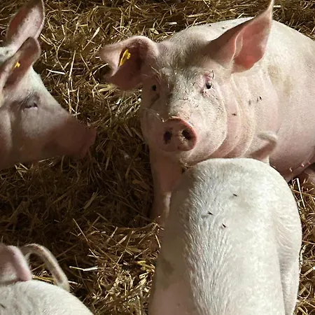Alojamento de Acomodação e Pequeno-almoço Pointschneiderhof Maishofen