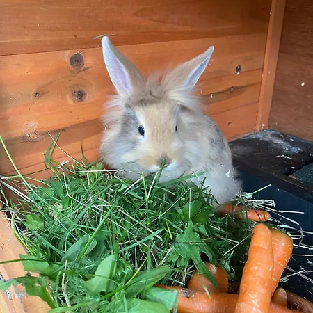 Pointschneiderhof Maishofen