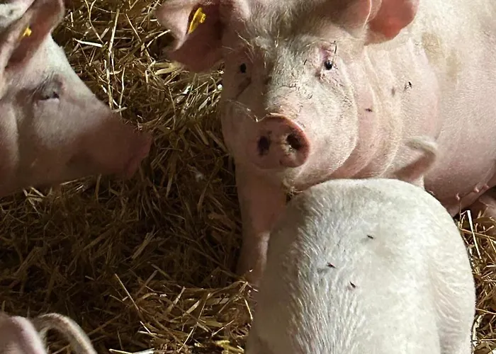 Bed & Breakfast Pointschneiderhof Maishofen