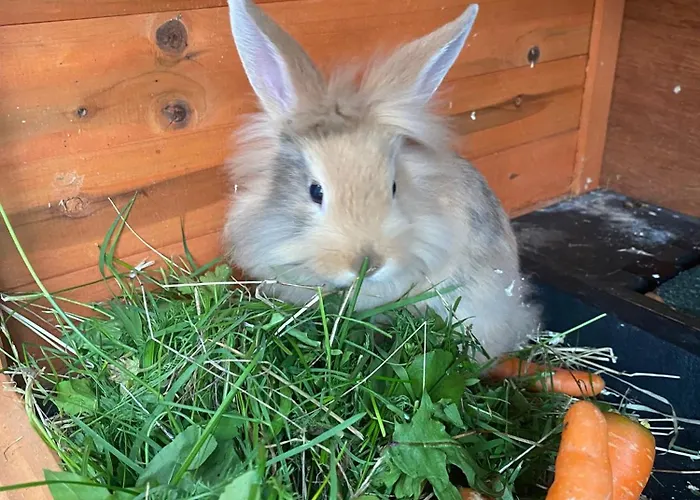 Pointschneiderhof Maishofen