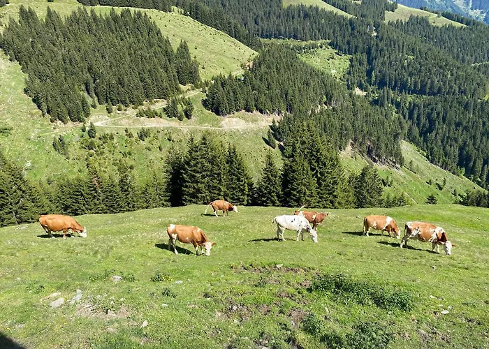 Bed & Breakfast Pointschneiderhof *